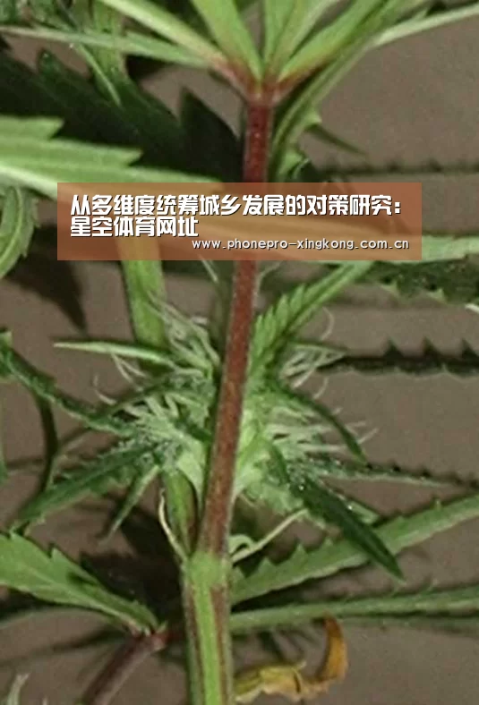 从多维度统筹城乡发展的对策研究:星空体育网址(图1) 星空体育官网